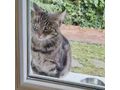 Liebhaber Zuhause - Mischlingskatzen - Bild 2