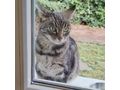 Liebhaber Zuhause - Mischlingskatzen - Bild 4