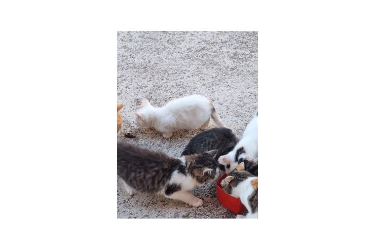 Babykatzen abzugeben - Mischlingskatzen - Bild 1