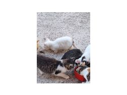 Babykatzen abzugeben - Mischlingskatzen - Bild 1