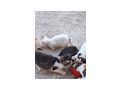 Babykatzen abzugeben - Mischlingskatzen - Bild 1