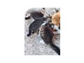 Babykatzen abzugeben - Mischlingskatzen - Bild 2