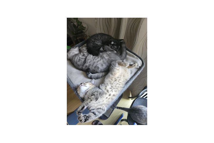 Kitten - Mischlingskatzen - Bild 1