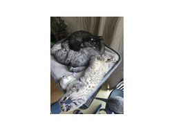 Kitten - Mischlingskatzen - Bild 1