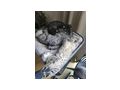 Kitten - Mischlingskatzen - Bild 1