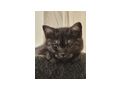 Kitten - Mischlingskatzen - Bild 3