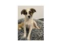 Merlin wnscht liebevolles Zuhause - Mischlingshunde - Bild 3