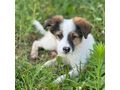 Merlin wnscht liebevolles Zuhause - Mischlingshunde - Bild 1