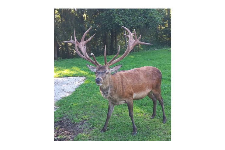Verkaufe Rothirsch - Hirsche & Rehe - Bild 1
