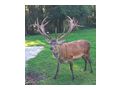 Verkaufe Rothirsch - Hirsche & Rehe - Bild 1