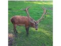 Verkaufe Rothirsch - Hirsche & Rehe - Bild 2