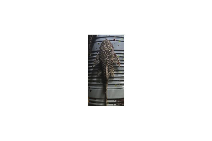 Antennenwelse - Fische - Bild 1