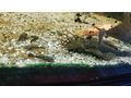 Antennenwelse - Fische - Bild 2