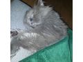 Zu verschenken Liebenswerter Kater MILAN - Mischlingskatzen - Bild 4