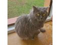 Zu verschenken Liebenswerter Kater MILAN - Mischlingskatzen - Bild 2