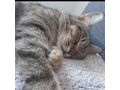Zu verschenken Liebenswerter Kater MILAN - Mischlingskatzen - Bild 3