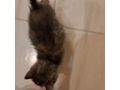 Se Katze liebevolles Zuhause - Mischlingskatzen - Bild 5