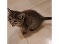 Se Katze liebevolles Zuhause - Mischlingskatzen - Bild 6