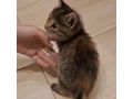 Se Katze liebevolles Zuhause - Mischlingskatzen - Bild 3