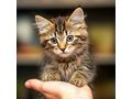 Se Katze liebevolles Zuhause - Mischlingskatzen - Bild 1