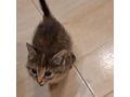 Se Katze liebevolles Zuhause - Mischlingskatzen - Bild 4