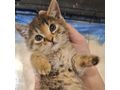 Se Katze liebevolles Zuhause - Mischlingskatzen - Bild 2