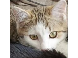 Babykatze Zuhause - Mischlingskatzen - Bild 1