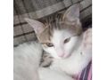 Babykatze Zuhause - Mischlingskatzen - Bild 2