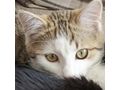 Babykatze Zuhause - Mischlingskatzen - Bild 1