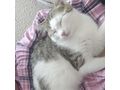 Babykatze Zuhause - Mischlingskatzen - Bild 3