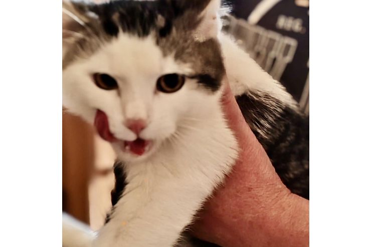 Babykatze liebevolles Zuhause - Mischlingskatzen - Bild 1