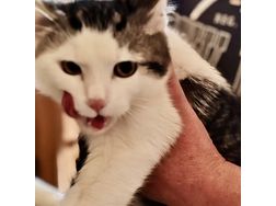 Babykatze liebevolles Zuhause - Mischlingskatzen - Bild 1