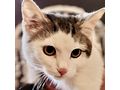 Babykatze liebevolles Zuhause - Mischlingskatzen - Bild 3