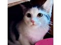 Babykatze liebevolles Zuhause - Mischlingskatzen - Bild 5