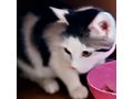Babykatze liebevolles Zuhause - Mischlingskatzen - Bild 2