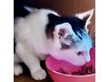 Babykatze liebevolles Zuhause - Mischlingskatzen - Bild 4