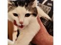 Babykatze liebevolles Zuhause - Mischlingskatzen - Bild 1
