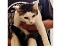 Babykatze liebevolles Zuhause - Mischlingskatzen - Bild 6