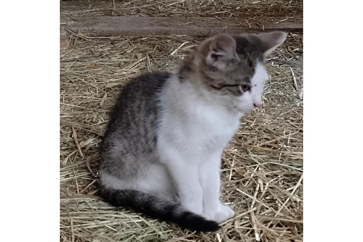 Babykatze - Mischlingskatzen - Bild 1