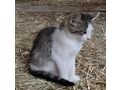 Babykatze - Mischlingskatzen - Bild 1