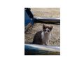 Babykatze - Mischlingskatzen - Bild 2