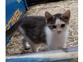 Babykatze - Mischlingskatzen - Bild 3