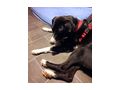 Lexi NOTFALL sterreich - Mischlingshunde - Bild 6