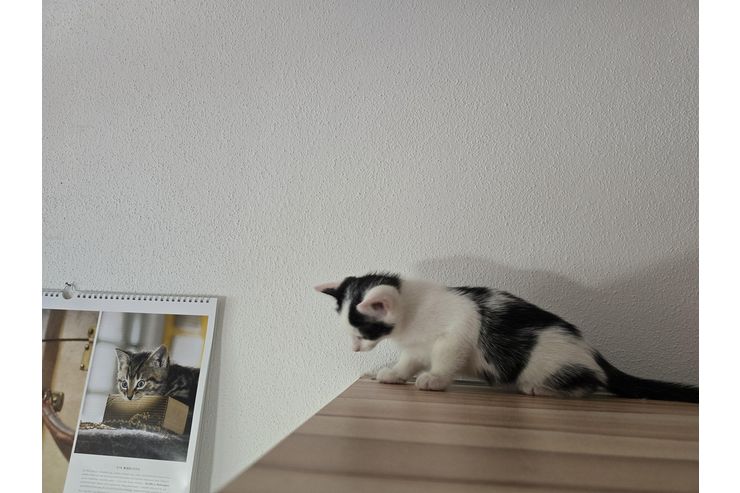 Katzenbaby dringend zuhause - Mischlingskatzen - Bild 1
