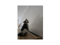 Katzenbaby dringend zuhause - Mischlingskatzen - Bild 6