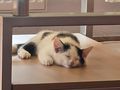 Katzenbaby dringend zuhause - Mischlingskatzen - Bild 3