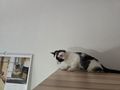 Katzenbaby dringend zuhause - Mischlingskatzen - Bild 1
