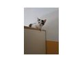 Katzenbaby dringend zuhause - Mischlingskatzen - Bild 5
