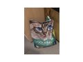 Katzenbaby dringend zuhause - Mischlingskatzen - Bild 8
