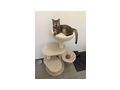 Katze verschenken - zu Verschenken - Bild 3